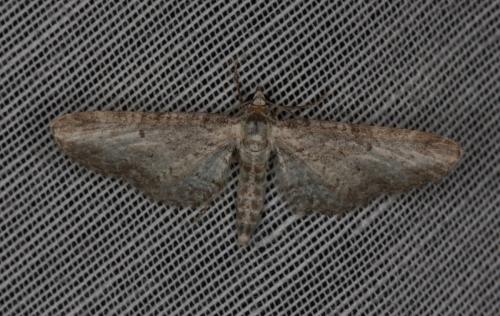 Eupithecia subumbrata